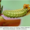 callophrys chalybeitincta dzhamagat larva l3